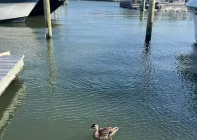 Sunset Harbor LBI Marina